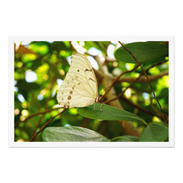 Ampliación de la foto