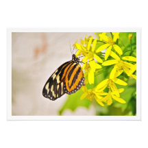 Ampliación de la foto