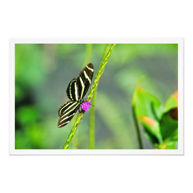 Ampliación de la foto (Frente)