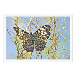 Ampliación de la foto