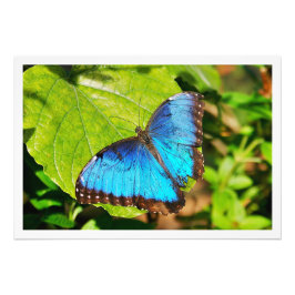 Ampliación de la foto