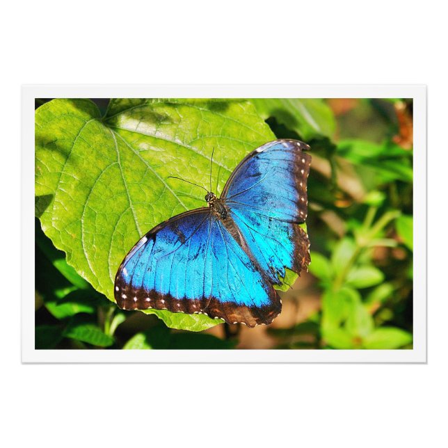 Ampliación de la foto (Frente)