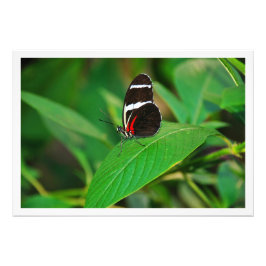 Ampliación de la foto