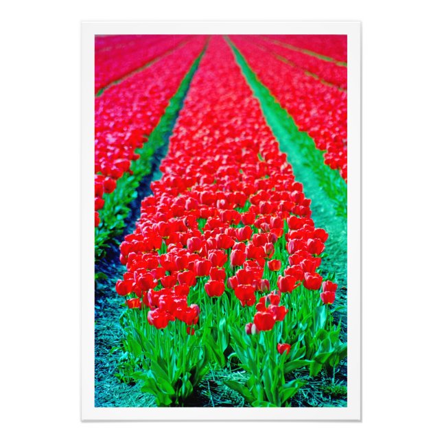 Ampliación de la foto (Frente)