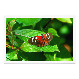 Ampliación de la foto