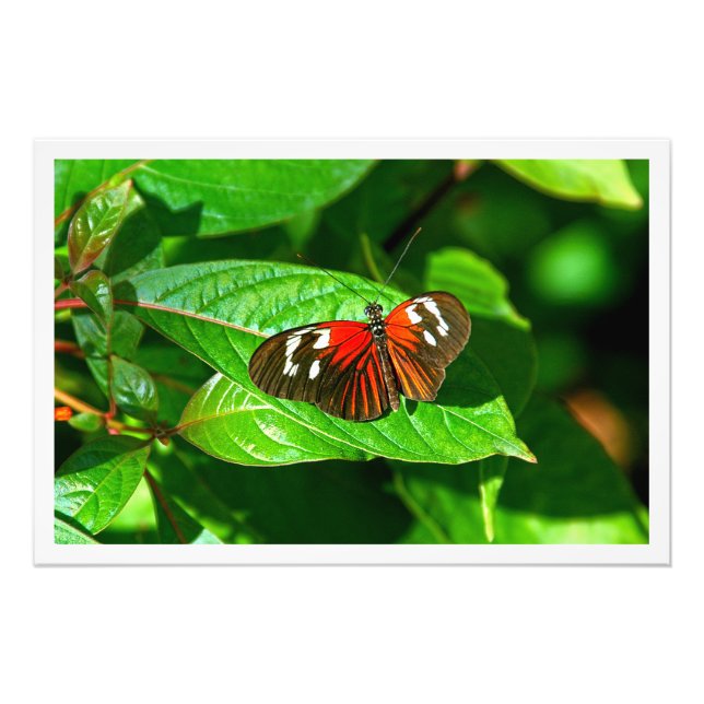 Ampliación de la foto (Frente)