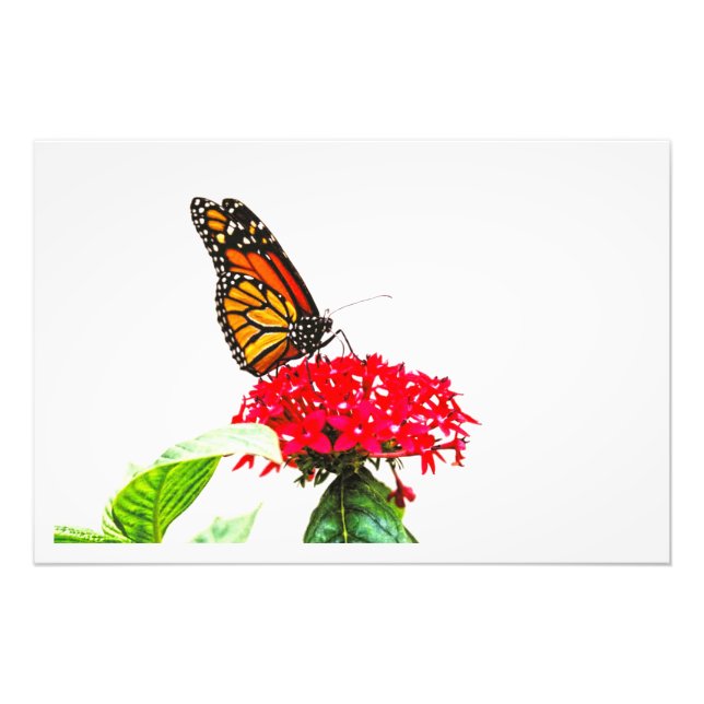 Ampliación de la foto (Frente)