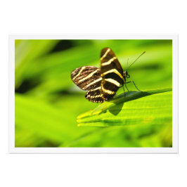 Ampliación de la foto