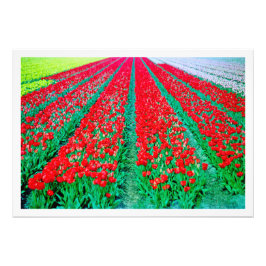 Ampliación de la foto