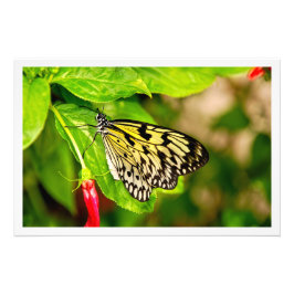 Ampliación de la foto