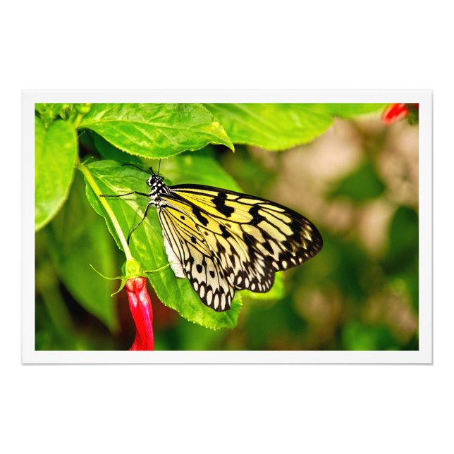 Ampliación de la foto (Frente)