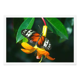 Ampliación de la foto