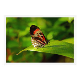 Ampliación de la foto