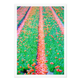 Ampliación de la foto