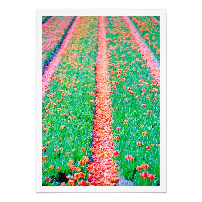 Ampliación de la foto (Frente)