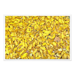 Ampliación de la foto