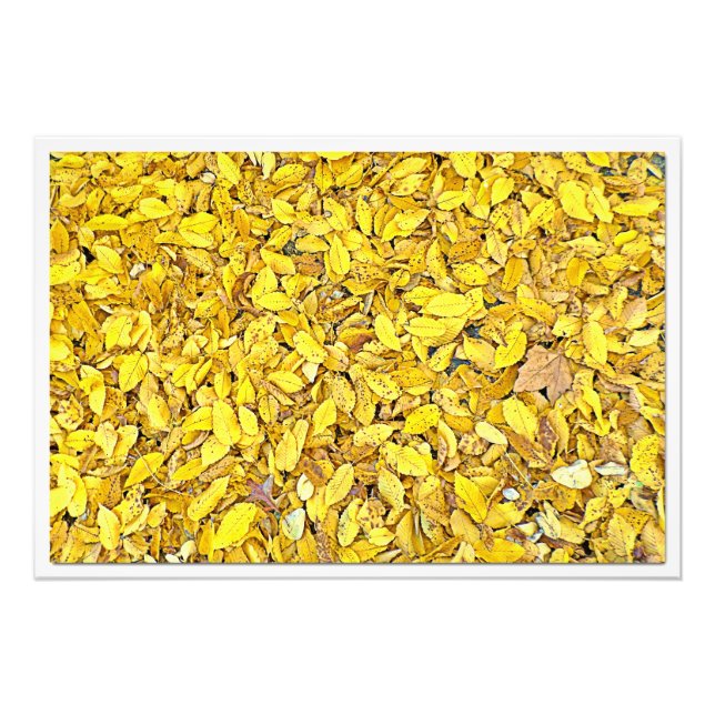 Ampliación de la foto (Frente)