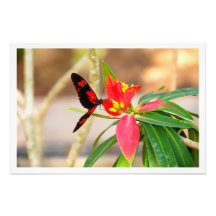 Ampliación de la foto