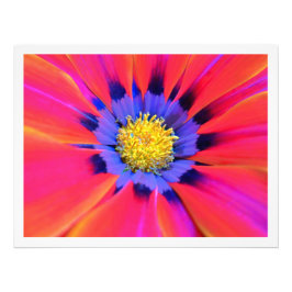 Ampliación de la foto