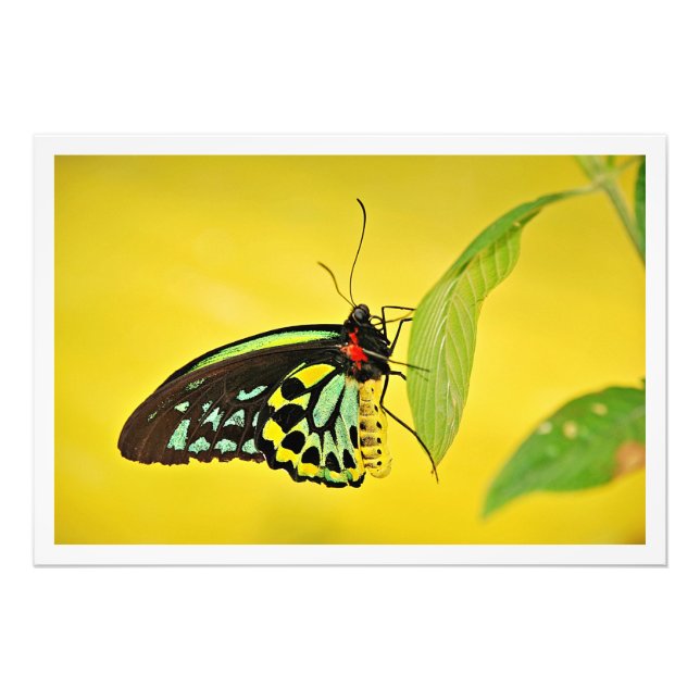 Ampliación de la foto (Frente)