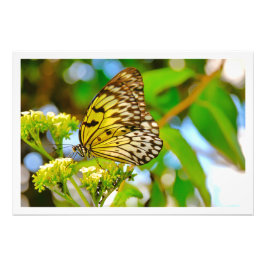 Ampliación de la foto