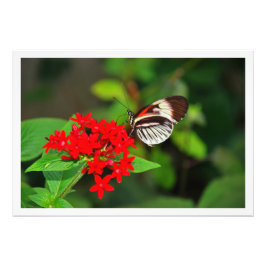 Ampliación de la foto