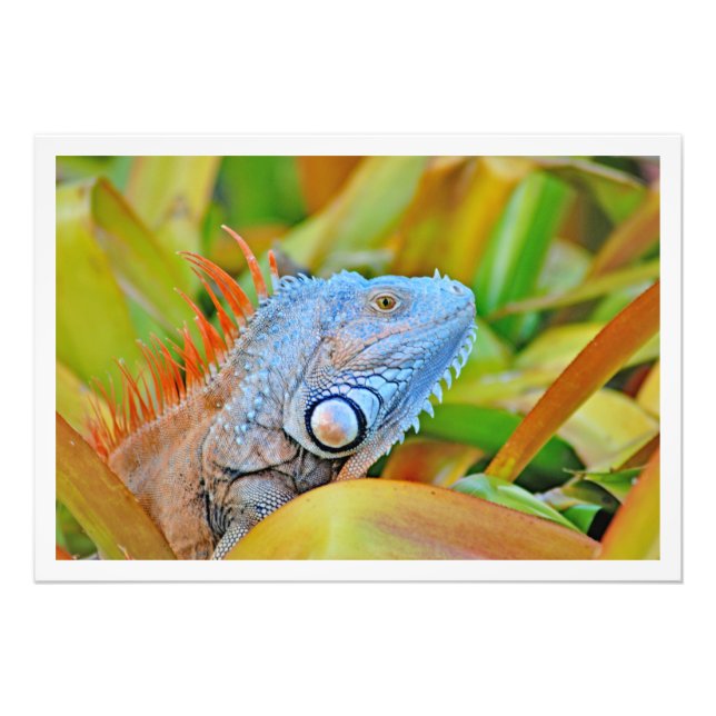 Ampliación de la foto (Frente)