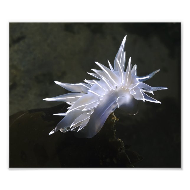 Ampliación de la foto de Alabaster Nudibranch (Frente)