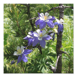 Ampliación de la foto de Colorado Columbine