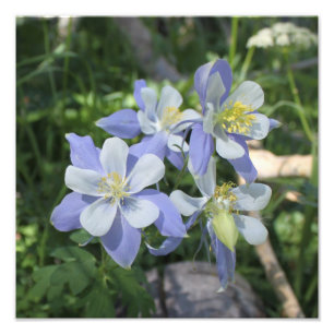 Ampliación de la foto de Columbine
