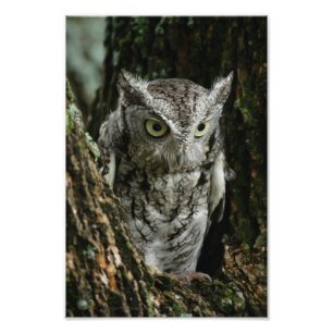 Ampliación de la foto de Eastern Screech Owl Photo