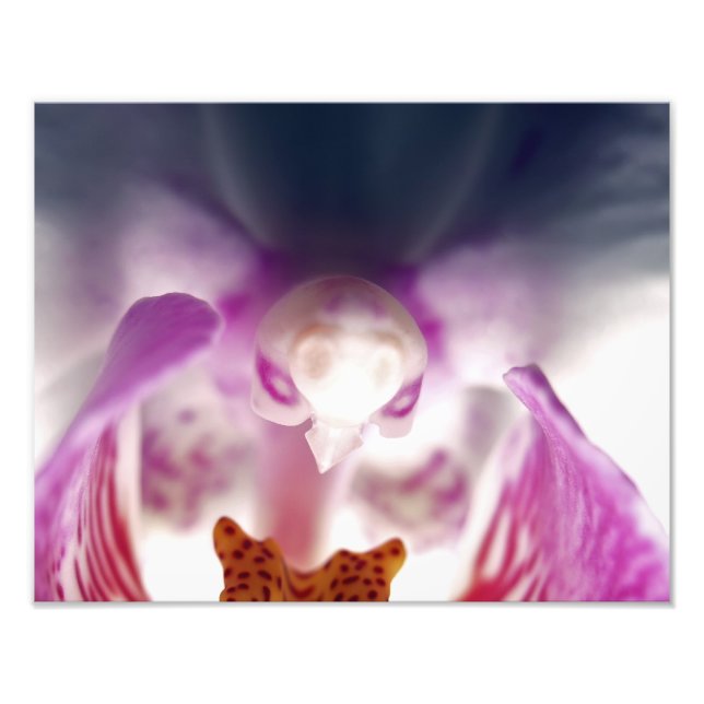 Ampliación de la foto de la aparición de orquídeas (Frente)