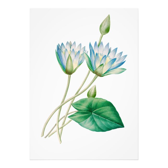 Ampliación de la foto de la flor del Lotus egipcio (Frente)