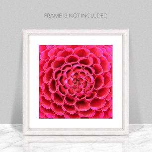 Ampliación de la foto de la flor rosa caliente de 