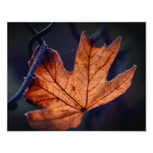 Ampliación de la foto de la hoja de otoño