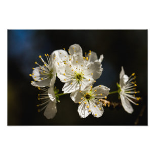 ampliación de la foto de los floreros blancos