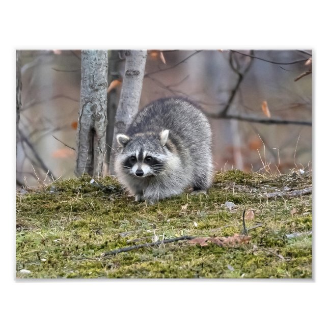 Ampliación de la foto de Raccoon (Frente)