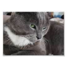 Ampliación de la foto de su mascota