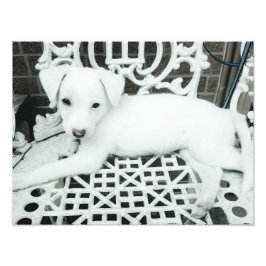 Ampliación de la foto de una tirita blanca adorabl