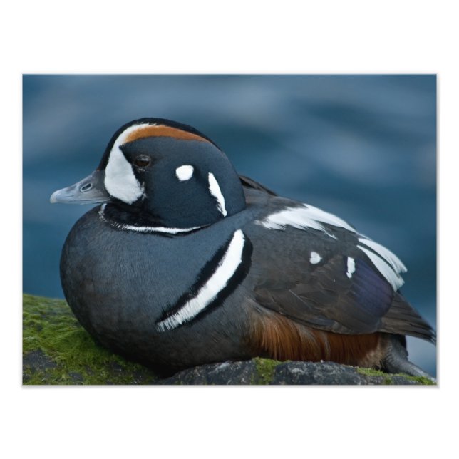 Ampliación de la foto del pato Harlequin (Frente)