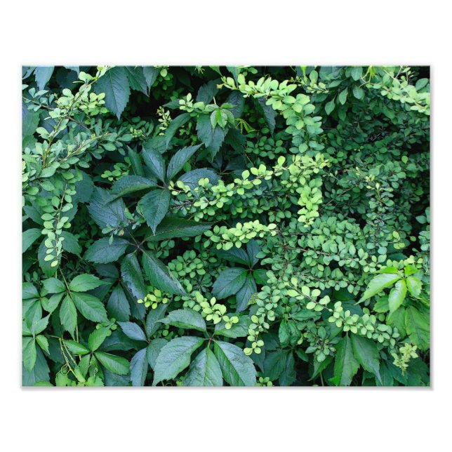 Ampliación de la foto final de 14" x 11" (Frente)