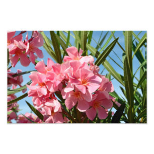 Ampliación rosada de la foto del oleander