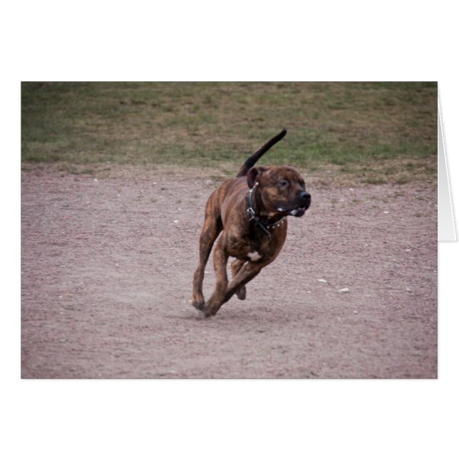 Amstaff corriendo (Anverso (Horizontal))