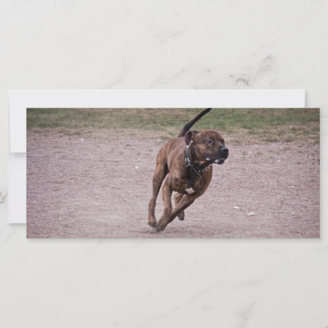 Amstaff corriendo (Anverso)