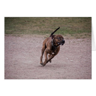 Amstaff corriendo