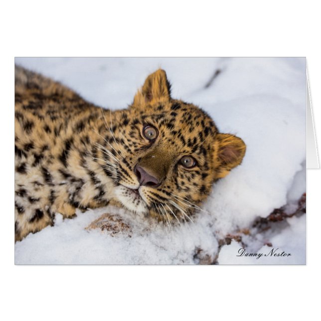 Amur (Anverso (Horizontal))