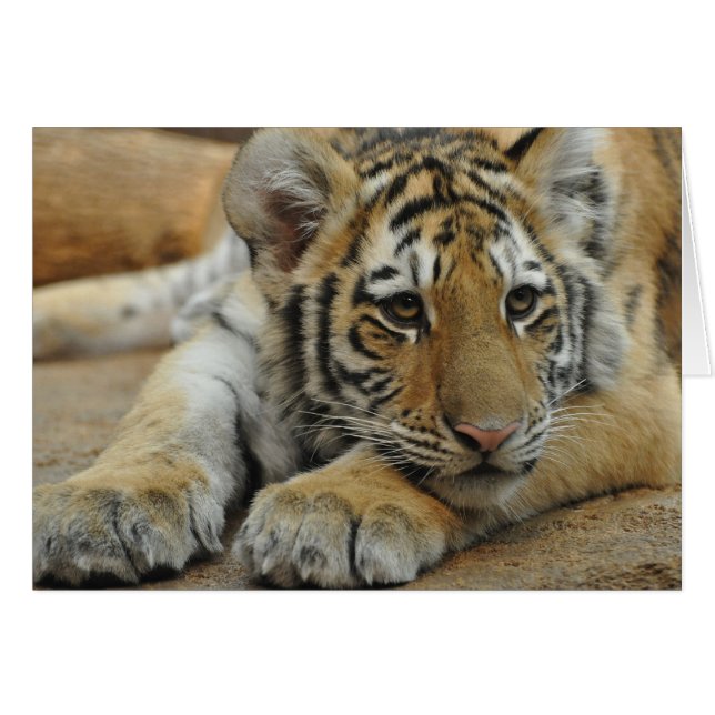 Amur Tiger Cub (Anverso (Horizontal))