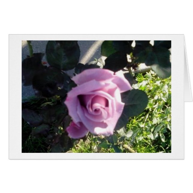Ana Rosa (Anverso (Horizontal))