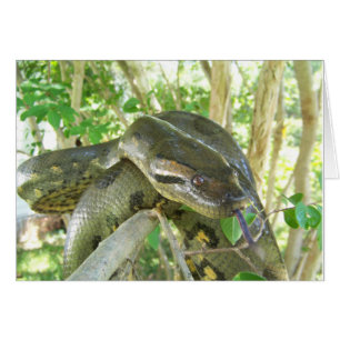 Anaconda verde