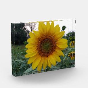 Añade Sol con Este Audaz Bloque de Fotos de Giraso
